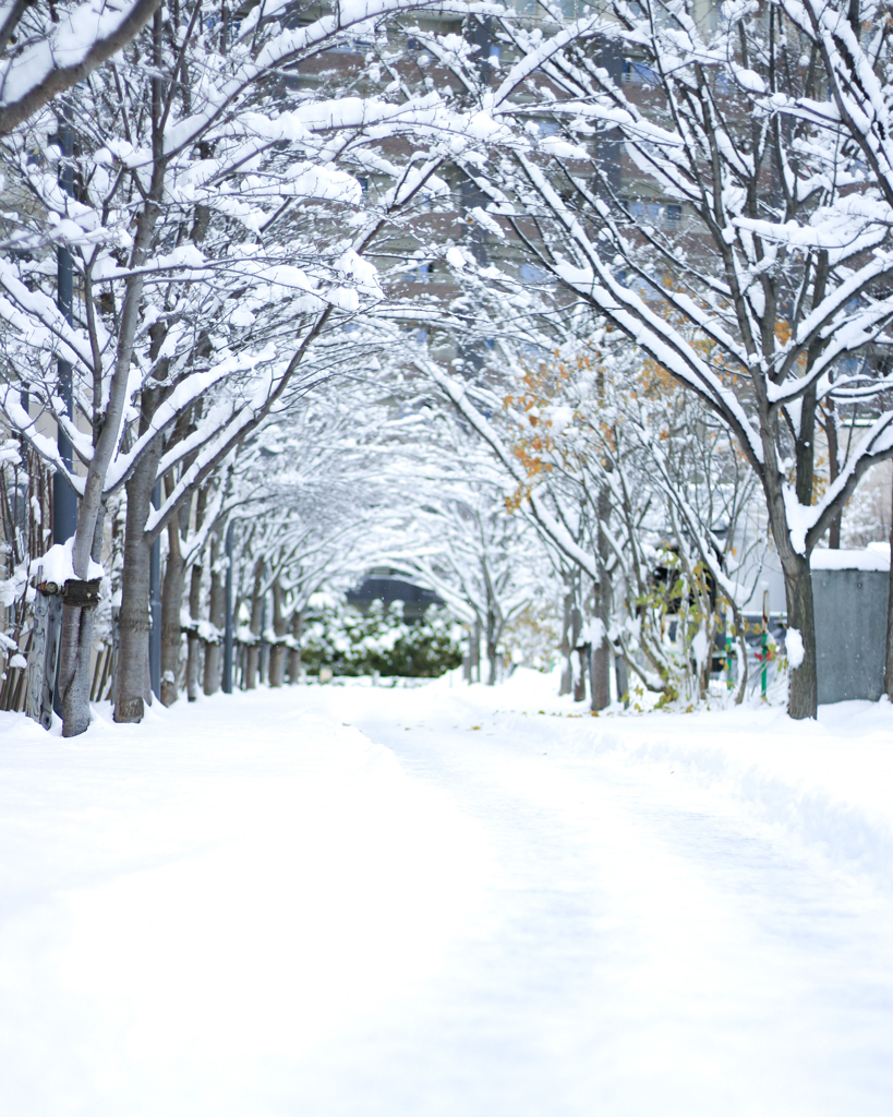 雪道