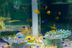 水族館