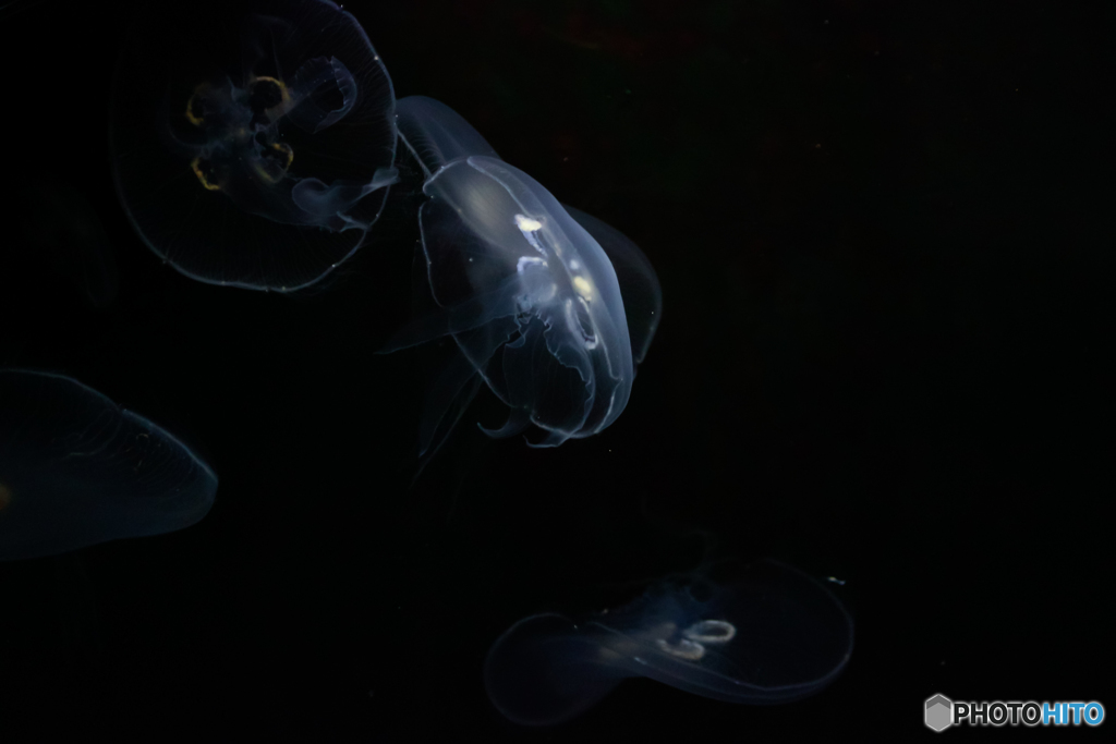 jellyfish