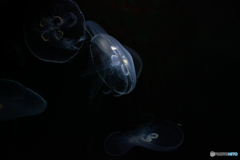 jellyfish
