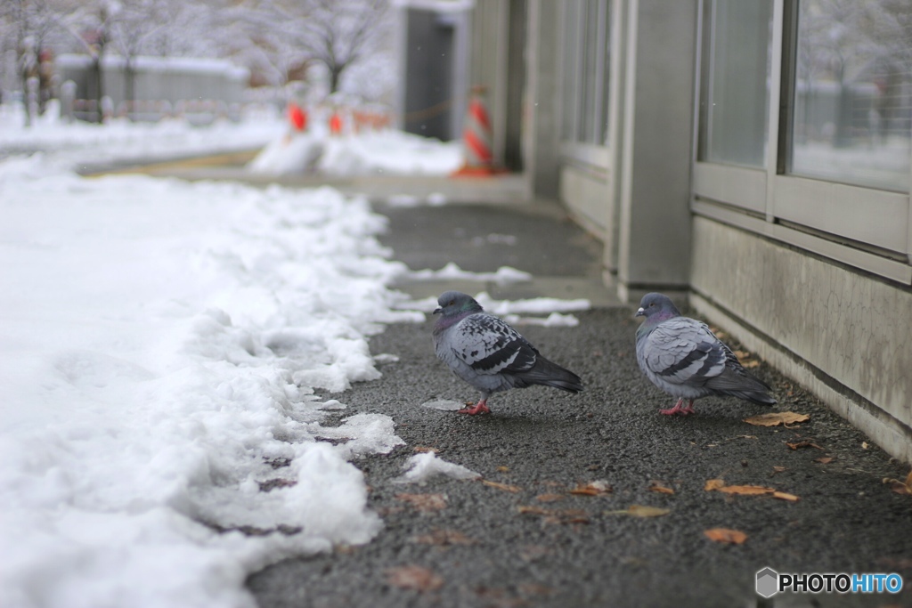 鳩だって冬は寒い