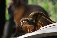 サル