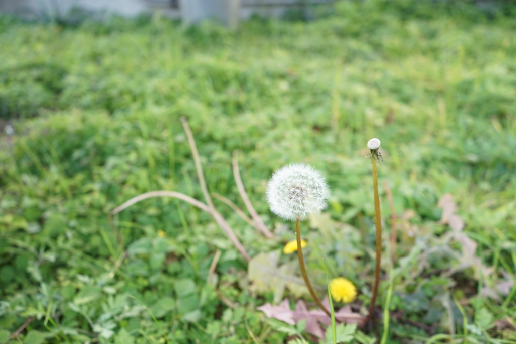 冬のたんぽぽ