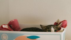 塚原忠　段ボールに入る猫