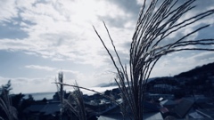 芒・薄