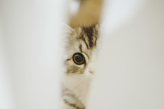 石黒鶏太　こっそり見ている猫
