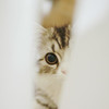 石黒鶏太　こっそり見ている猫