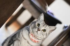 石黒鶏太、あどけない猫です