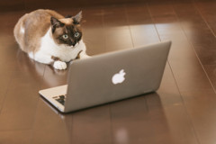 石黒鶏太　インターネットにハマってしまった猫