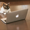 石黒鶏太　インターネットにハマってしまった猫
