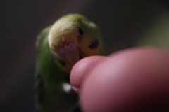 頭の先に小さなつぶつぶ