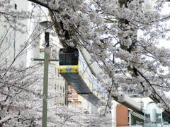 さくらとモノレール②