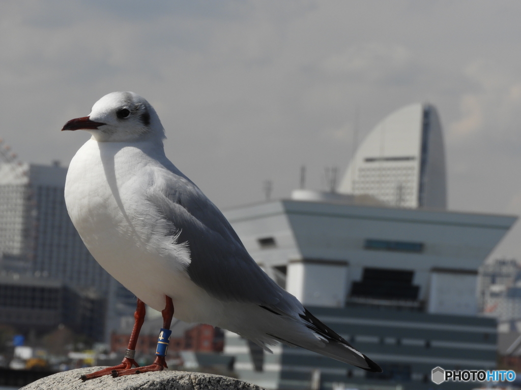 山下公園の海鳥