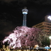 垂れ桜とマリンタワー