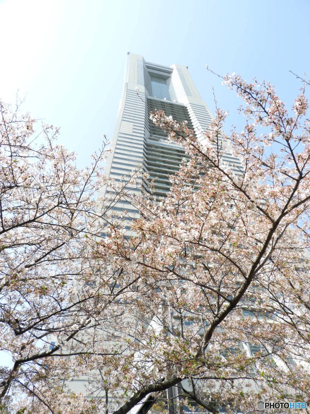 ランドマークタワーと桜