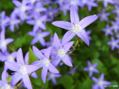 お花