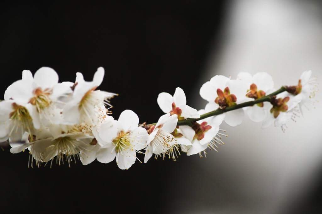 白梅