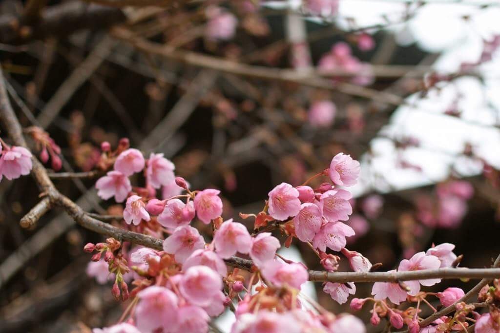 法華経寺の梅