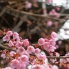 法華経寺の梅