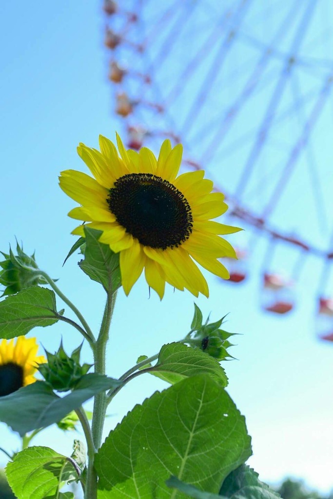 2018夏