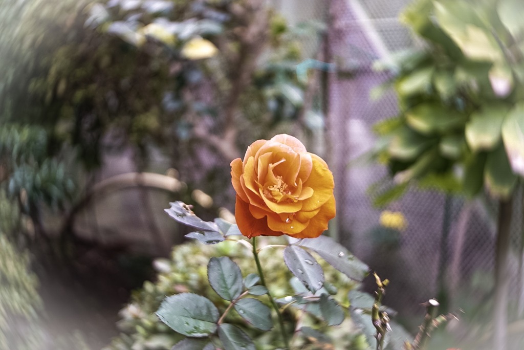庭の一輪の薔薇