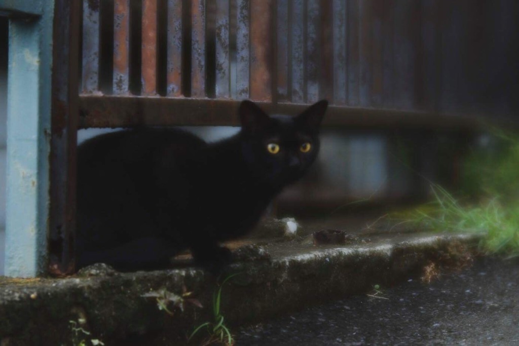 近所の黒猫