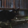 近所の黒猫