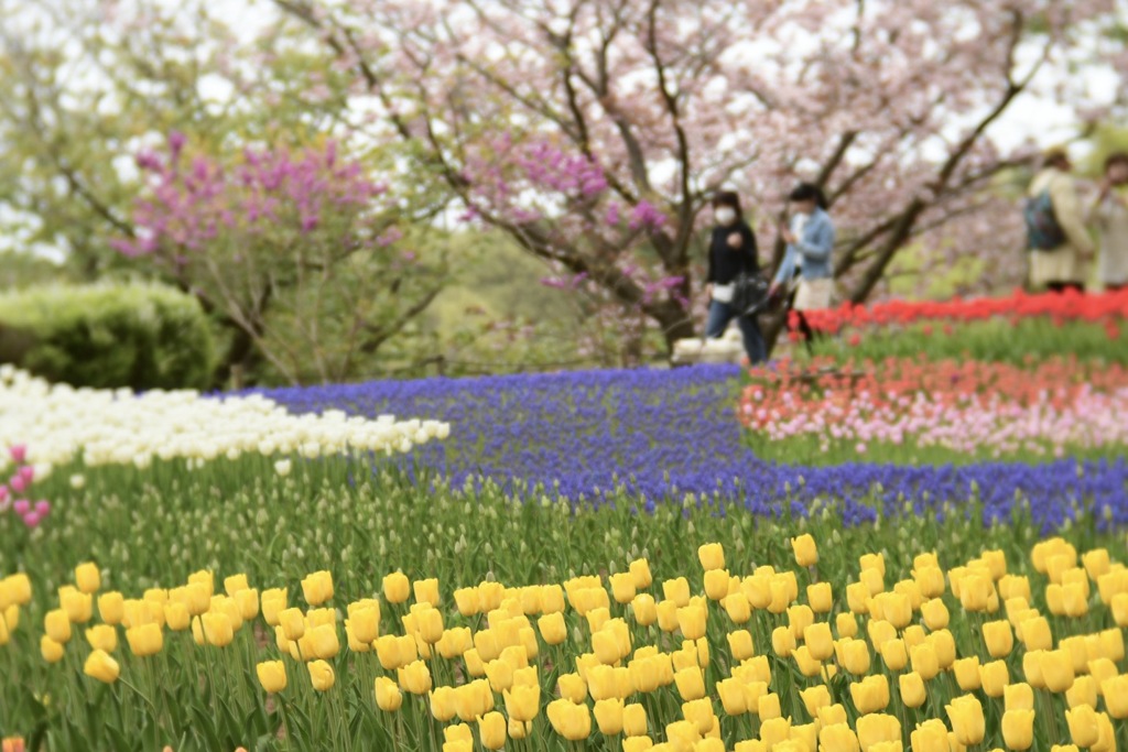 春色の花壇