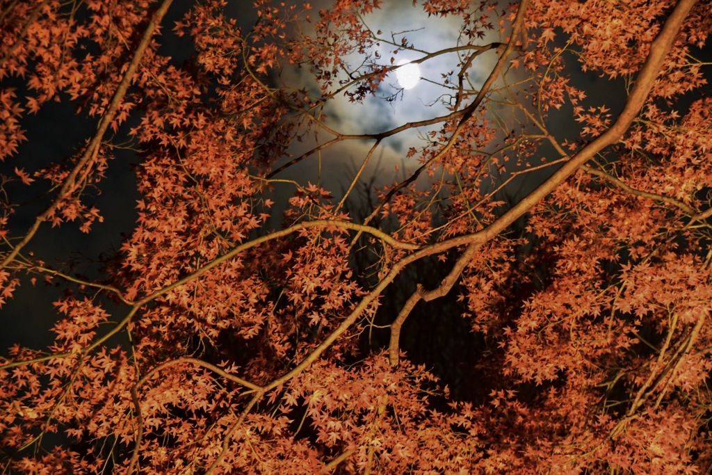 月と紅葉