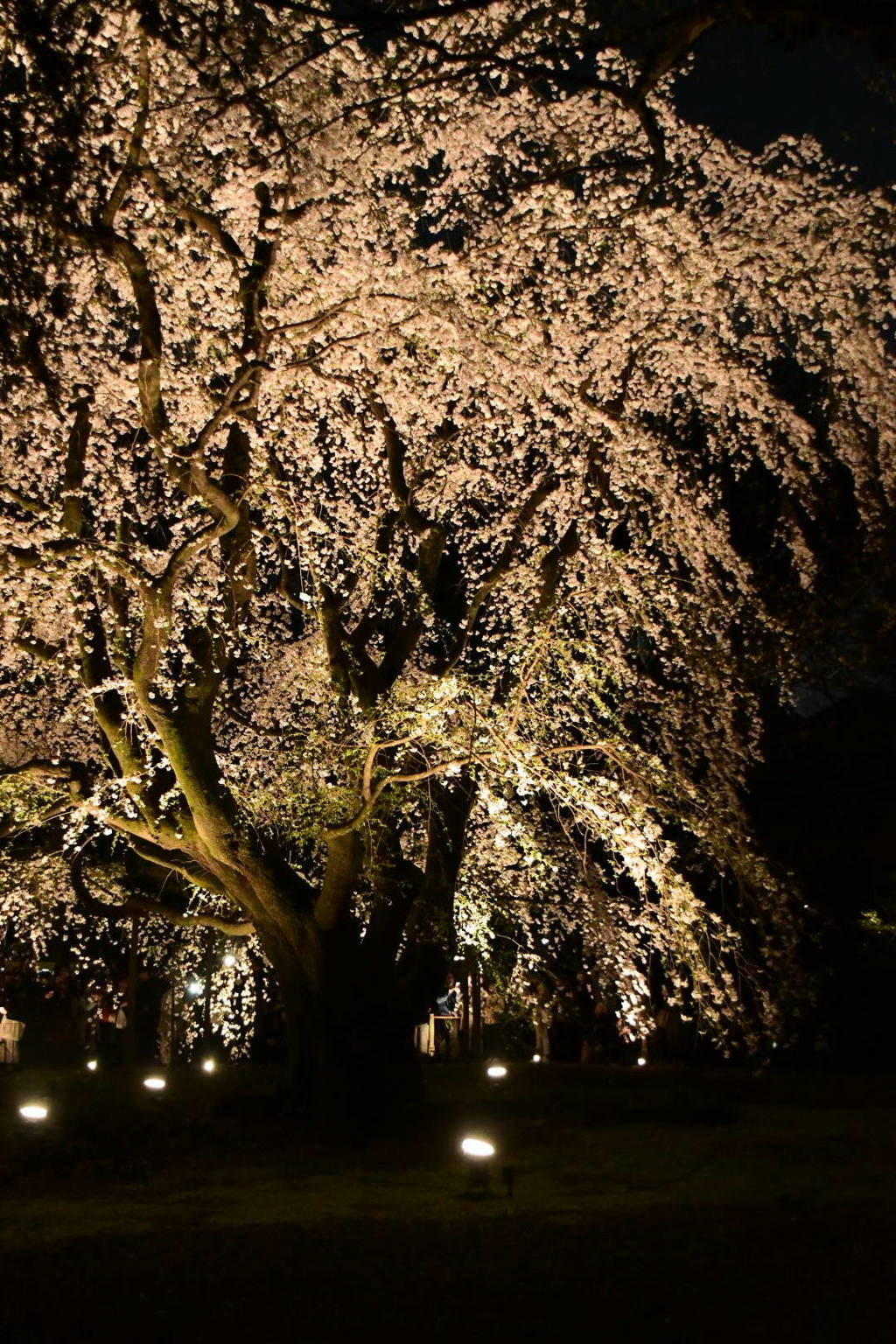 枝垂れ桜ライトアップ