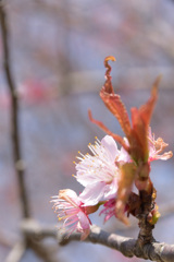 桜の花と新芽