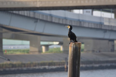 荒川と川鵜