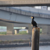 荒川と川鵜
