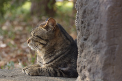 近所の猫２