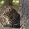 近所の猫２