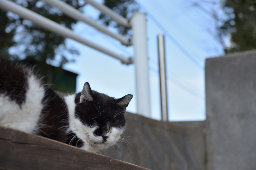 近所の猫