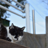 近所の猫