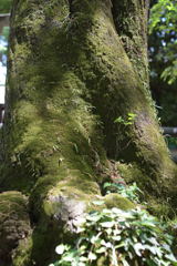 着生