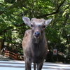 鹿2