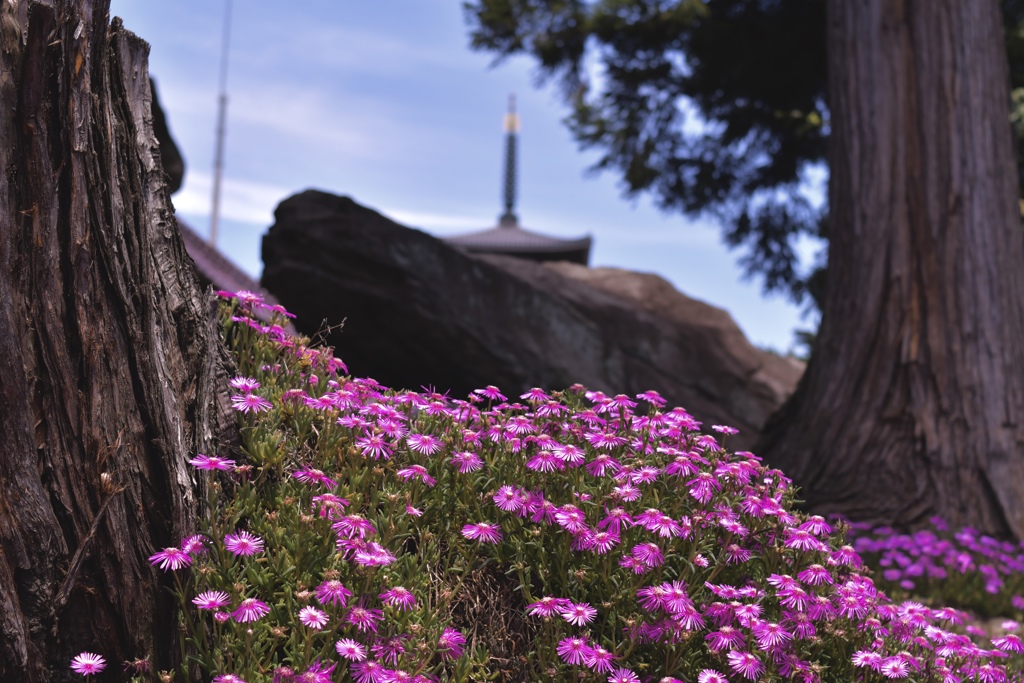 観世寺の松葉菊