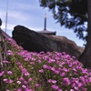 観世寺の松葉菊