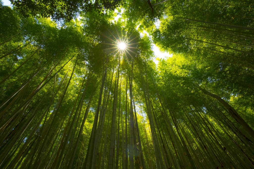 竹林の小径