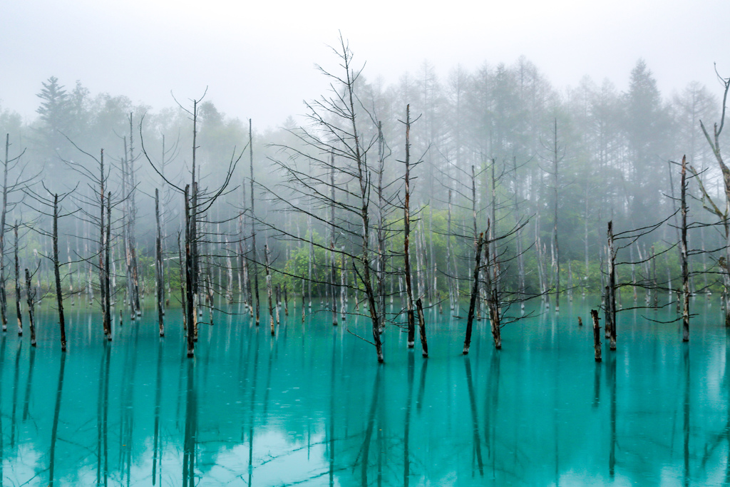 霧雨の青い池