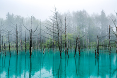 霧雨の青い池