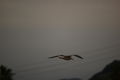 カモメ