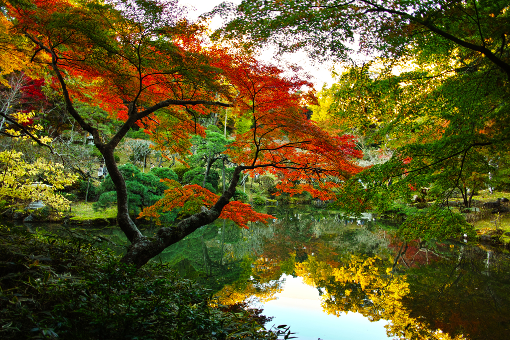 colorful pond