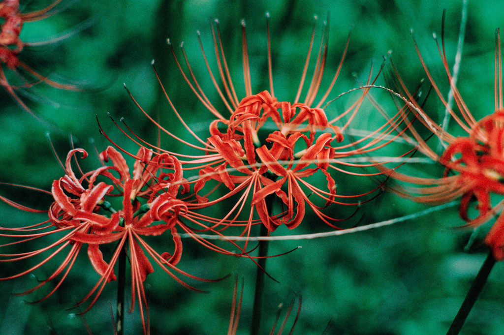 Red&Green in Classical