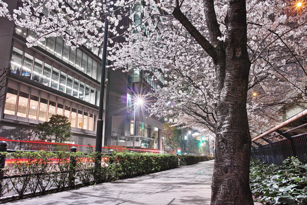 桜を撮るのは難しい...①