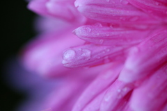 雨上がりの菊