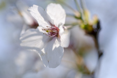 花５